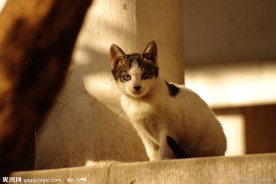 忧郁的猫