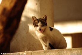 忧郁的猫