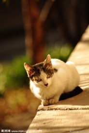 忧郁的猫