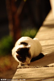 忧郁的猫