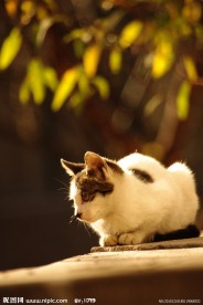 忧郁的猫