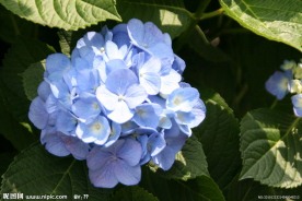 紫阳花