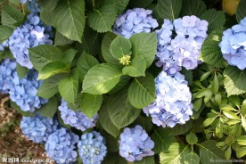 紫阳花