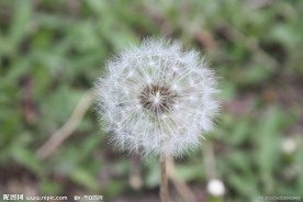 蒲公英