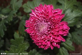 盛开红色菊花