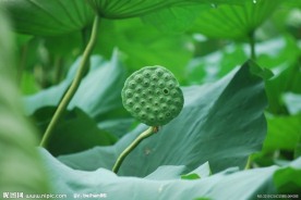 莲蓬
