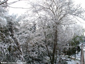 雪色