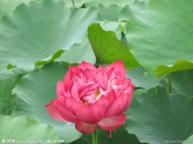 莲花莲叶