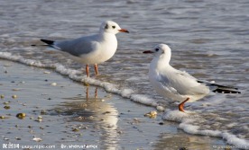 两只海鸥在海边