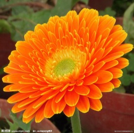 非洲菊