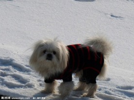 雪中小狗