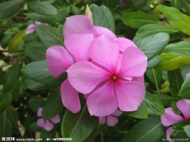 长春花