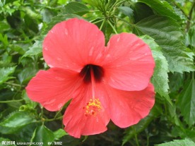扶桑花