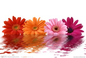 漂浮在水中的花朵