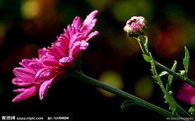 花伴