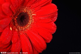 菊花特写