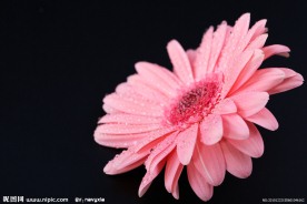 菊花特写