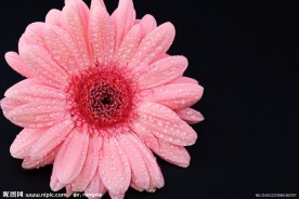 菊花特写