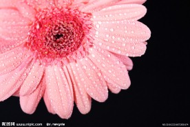 菊花特写