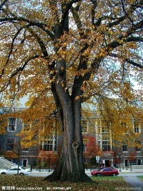 多伦多大学一景