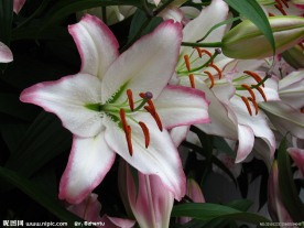 白色百合花