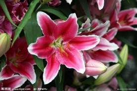 红百合花