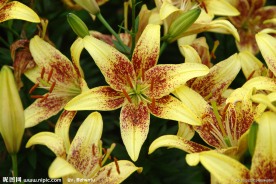 黄色百合花