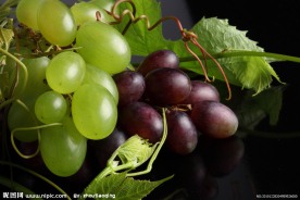 葡萄