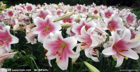 粉红百合花