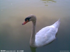水上白天鹅
