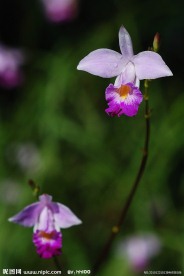 吊兰花