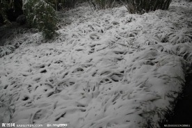 白雪皑皑