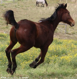 骏马 奔跑