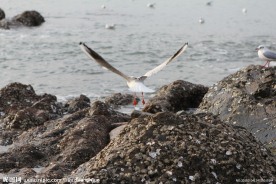 海鸥展翅