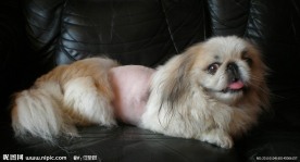 狮子狗