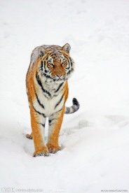 雪地上的老虎