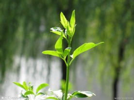 一枝独秀