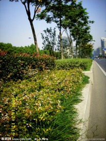 2009道路绿化金奖 钱江路