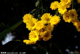 阳光下的菊花