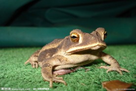 蟾蜍特写