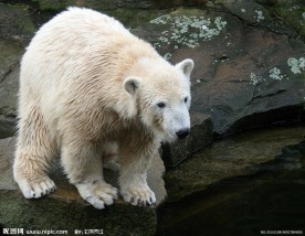 北极熊