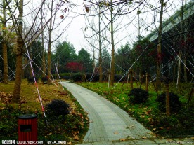 2009道路绿化优胜奖中山路绿化整治