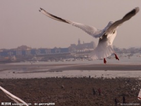海鸥展翅