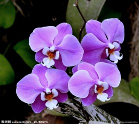 紫色兰花