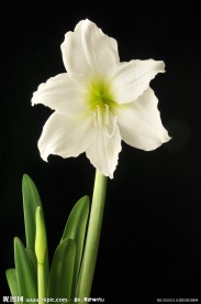 白色百合花
