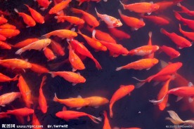 锦鲤