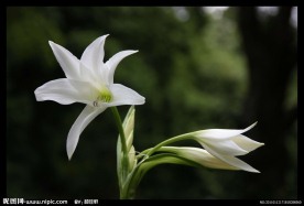 百合花