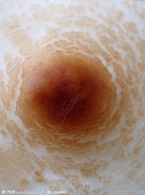 蘑菇特写