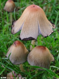 野生菌