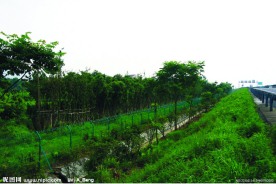 2009道路绿化优胜奖滨盛路绿化